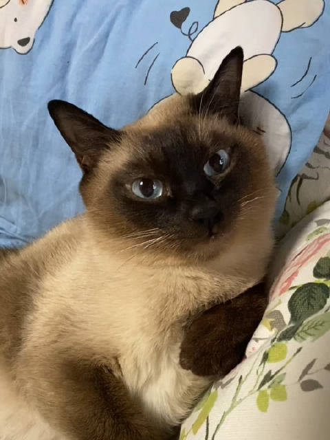 日落时分，一只来自泰国的猛虎也逐渐苏醒