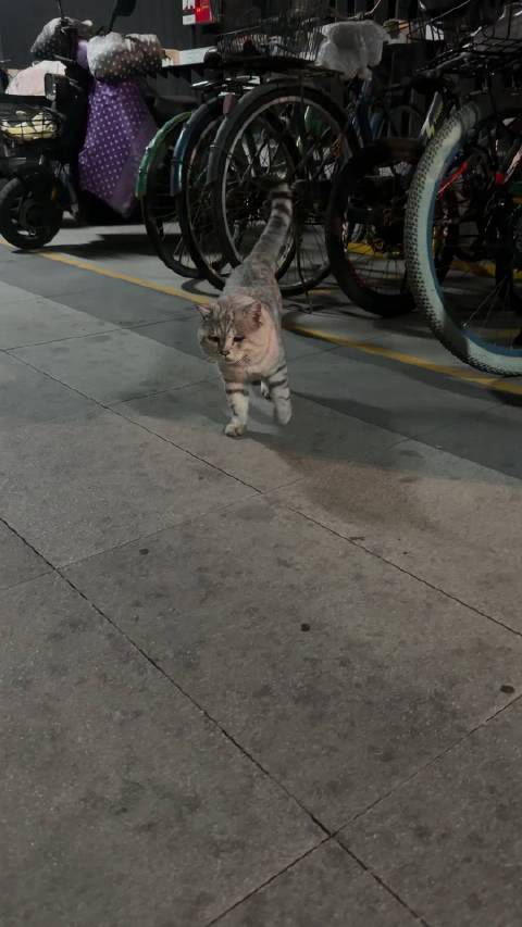 谁家的卡车丢了