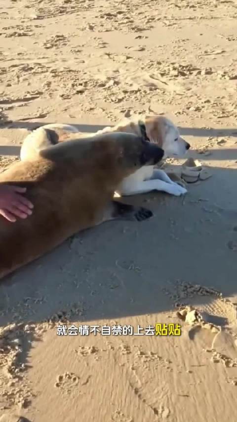 海豹和狗，呆萌海豹遇上活泼狗狗，会上演怎样的跨物种互动？