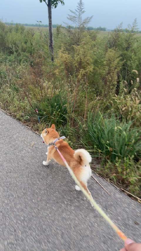 城市越野 小摩狗
