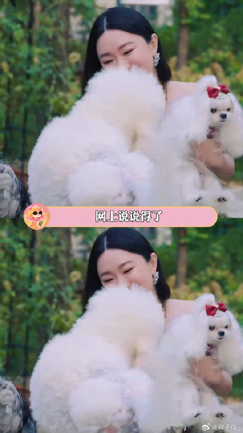 现实中谁不想赘给人美心善的仙女姐姐呢比格犬 犬展 微博VC计划微博VC计划