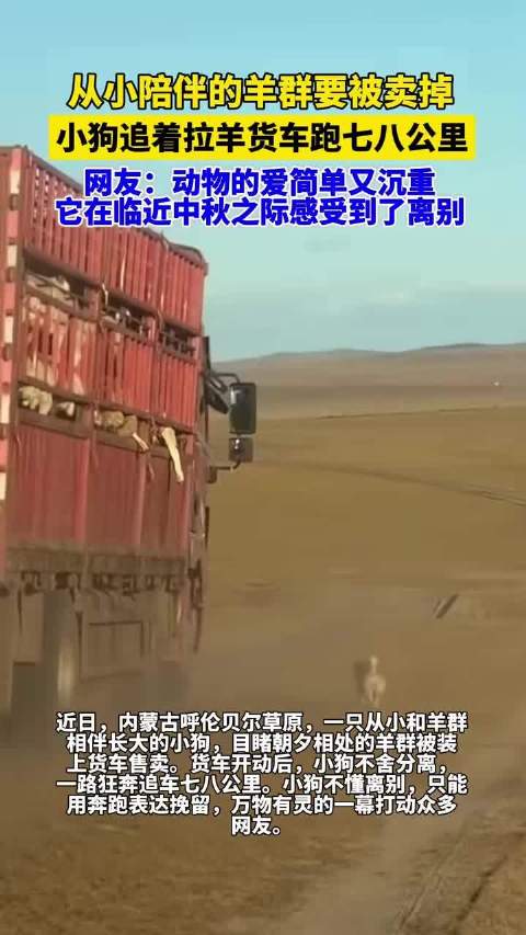 相伴长大的羊群被卖小狗追车挽留