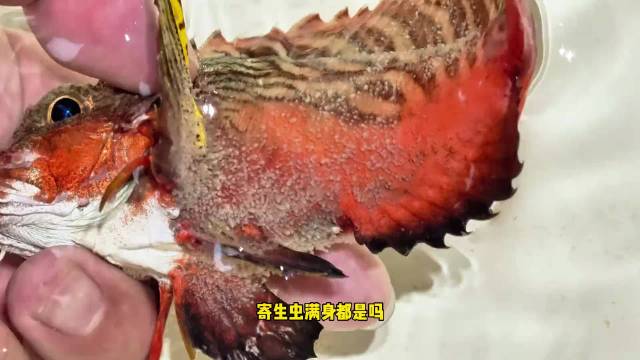 体表长满“寄生虫”？