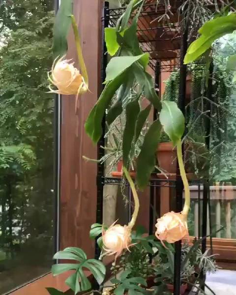 昙花夜皇后夜间绽放黎明前凋谢