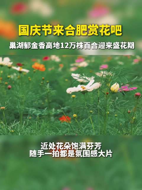 合肥巢湖12万株百合盛放，秋日花海引游客打卡