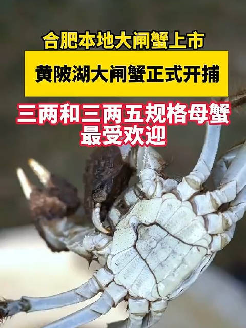 金秋时节，合肥的蟹塘又到了一年里最忙的时候