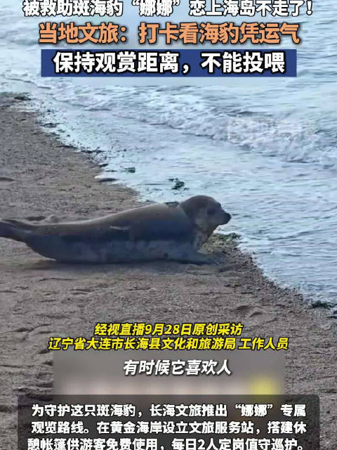 长海文旅回应斑海豹娜娜观览路线：看斑海豹凭运气，保持观赏距离，不能投喂