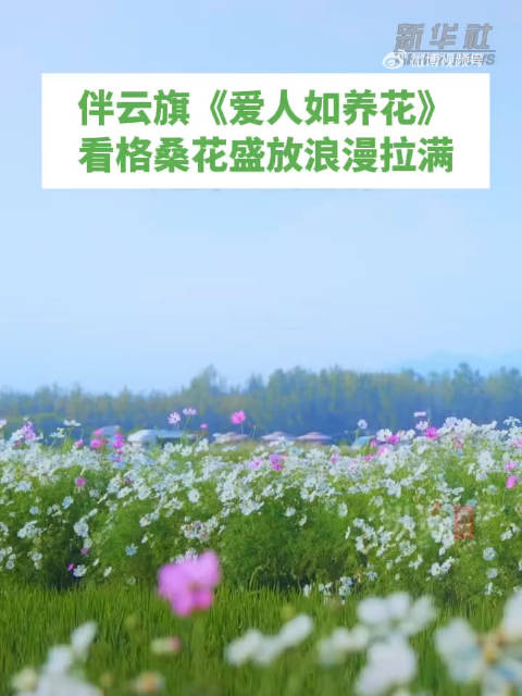云旗用爱人如养花打开云南的秋天