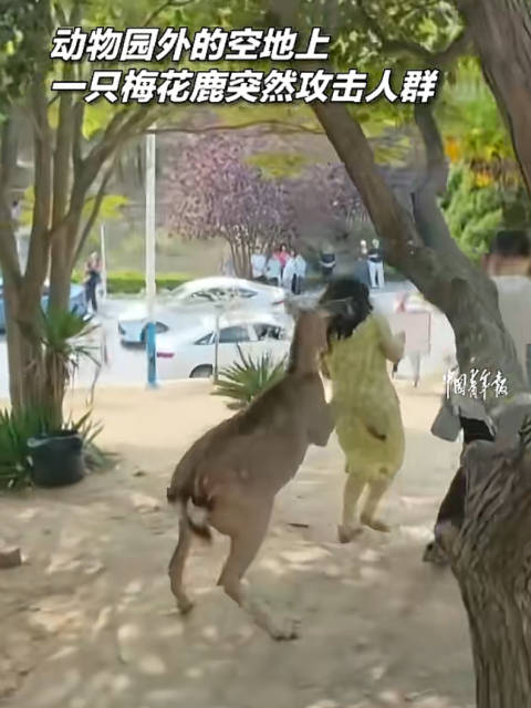 鹿妈妈护崽攻击投喂人群
