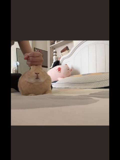蒸餐每天就这么呆逼