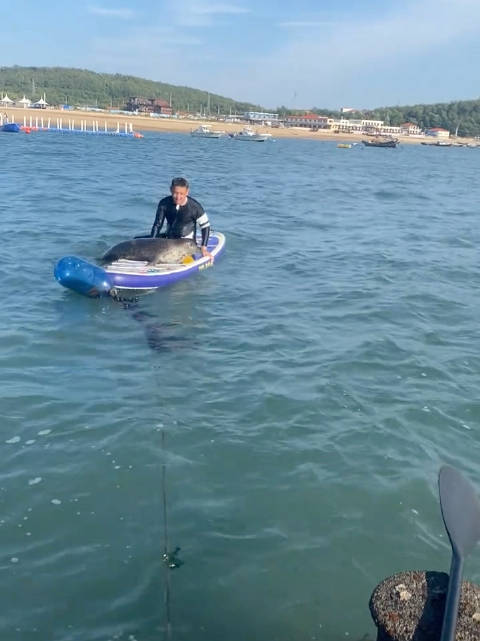 海豹娜娜和黑衣小哥一起上桨板，太同步了，娜娜好乖好可爱好有灵性…