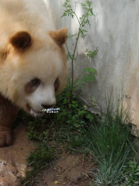 激动网聊的仔仔