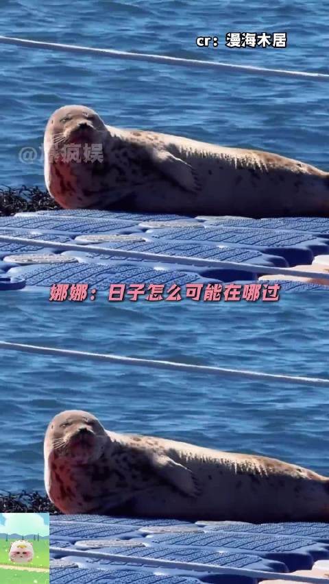 海豹娜娜丨席梦思、自助餐、日光浴，这样的大结果生活我接！