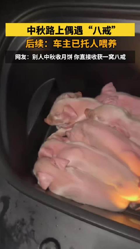 中秋路上偶遇“八戒”，车主喜提八只小猪小猪崽 前备箱 八戒