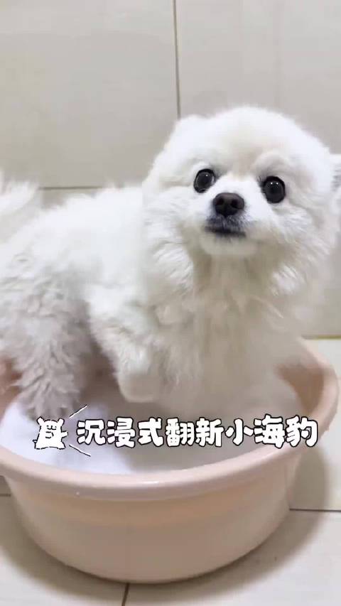 很多小狗自己都不知道，洗澡会解锁专属“海豹形态”…