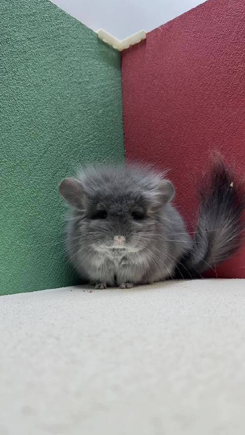 带蓝丝绒紫灰长毛龙猫dd