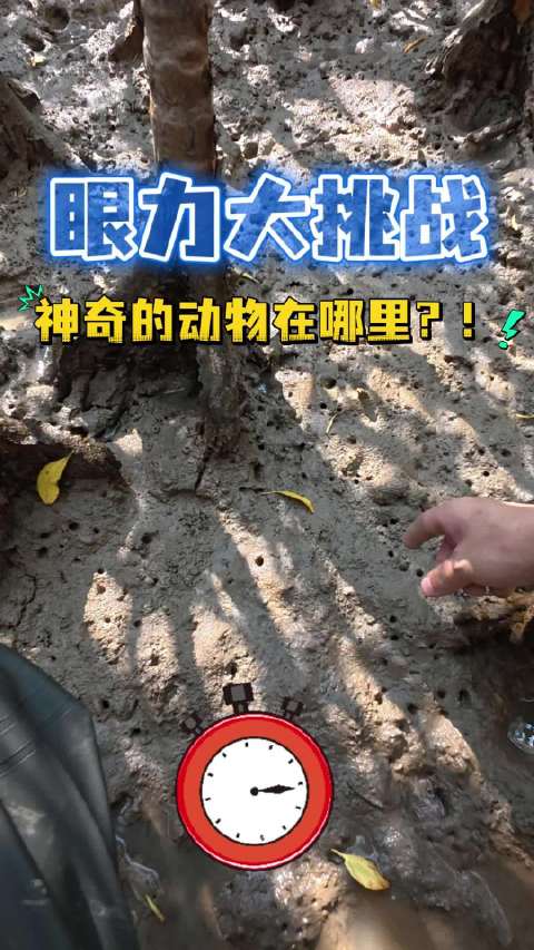 红树林滩涂上的超级“伪装者”，你找到了吗？