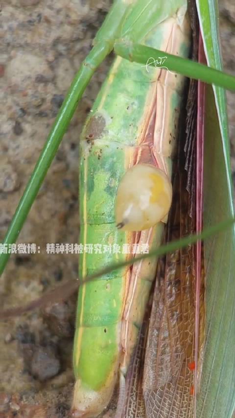 寄生虫要出来了～ 从肚子破出