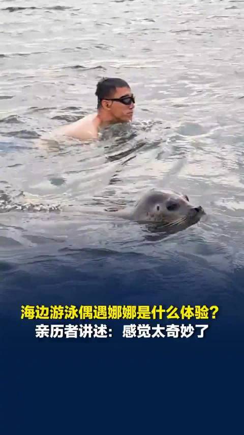 海边游泳偶遇斑海豹娜娜是什么体验？亲历者：太奇妙了