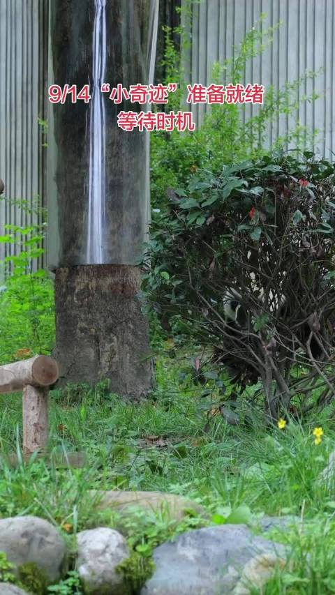 功夫熊猫再登场，真诚包容是相处之道