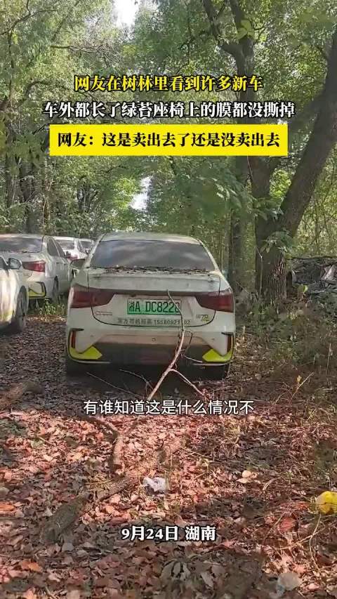 网友树林发现新车长满绿苔，座椅保护膜未撕