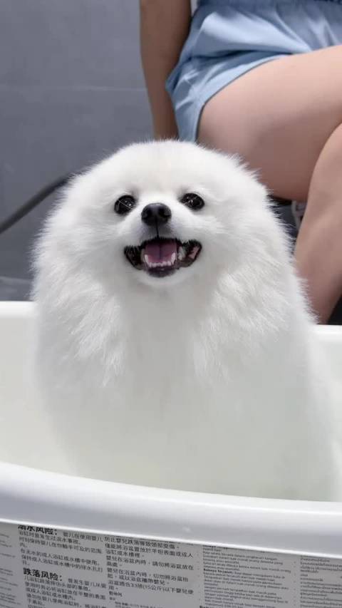 小狗一洗澡变海豹，湿漉漉憨态十足