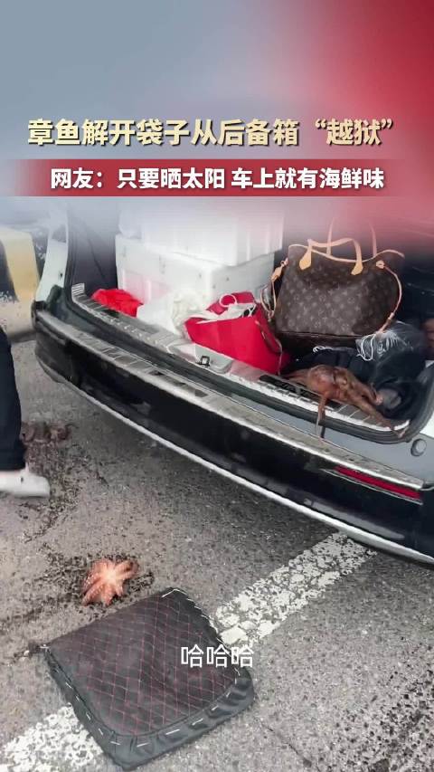 章鱼自己解开袋子从后备厢越狱
