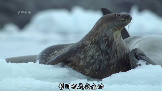 四小时生死追逐：一只海豹与虎鲸群的极限对决