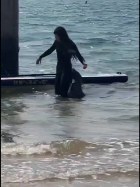 斑海豹娜娜喜欢所有救助人员，无关性别