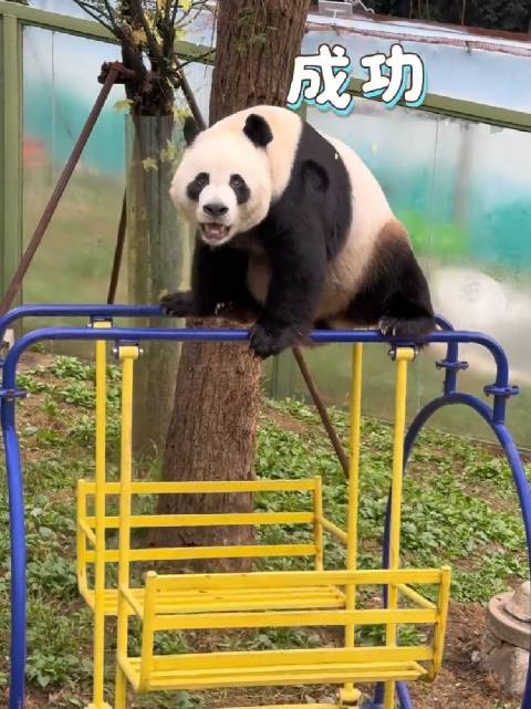大熊猫灵岩借助黄秋千登顶双杠顶部