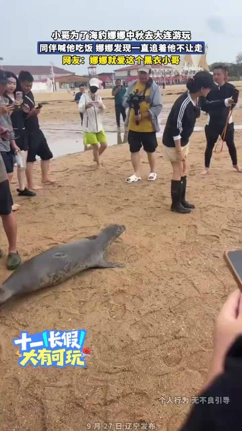 小哥为了海豹娜娜中秋去大连游玩，同伴喊他吃饭，娜娜发现一直追着他不让走！