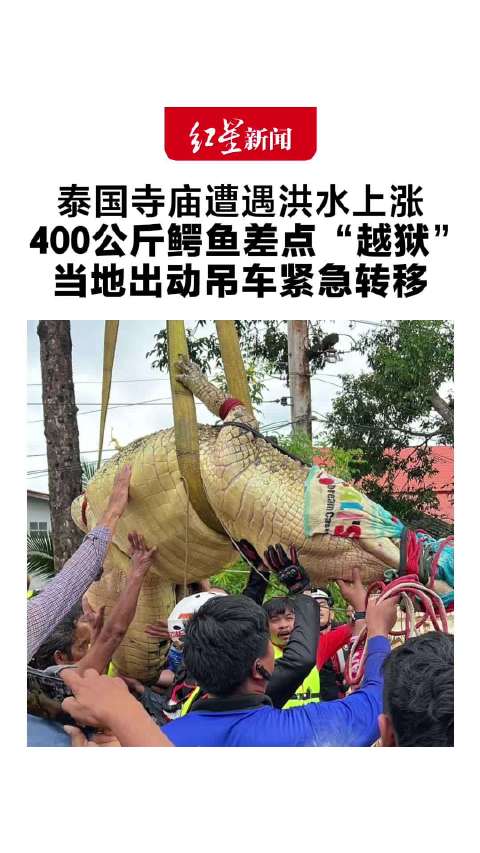 27岁400公斤鳄鱼差点"越狱"！ 泰国一寺庙因洪水上涨 寺内饲养的鳄鱼面临逃逸风险 当地出动吊车紧急转移