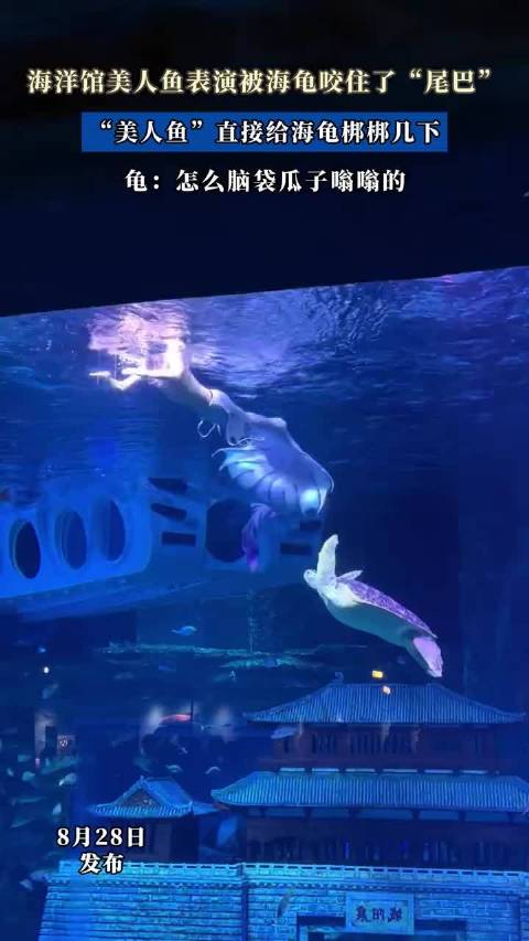 海龟咬美人鱼尾巴，遭两拳暴击松口