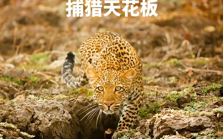 花豹捉狒狒，上演捕猎界的天花板