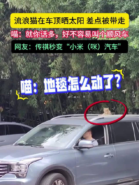 传祺秒变“小米（咪）汽车”，hhhh 喵：好不容易叫个顺风车，就你话多