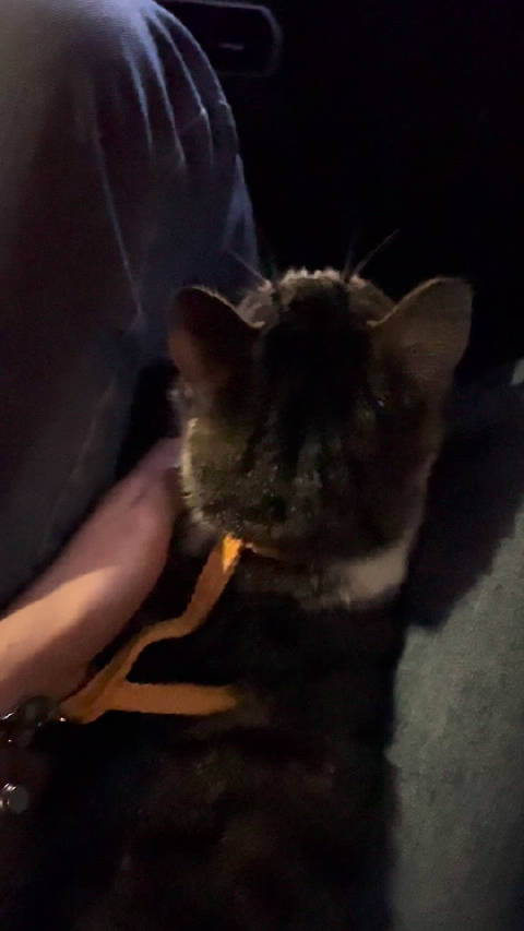 胆小猪尿我爸一身，猫大王成功抵达