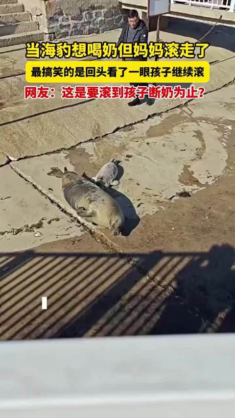 当海豹想喝奶但妈妈滚走了，最搞笑的是回头看了一眼孩子继续滚