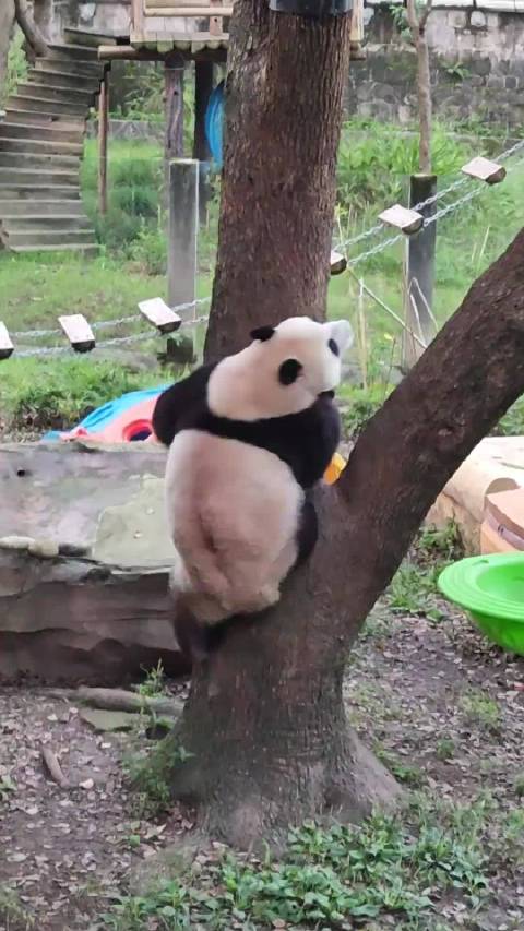 请欣赏功夫熊猫莽小五的精彩表演