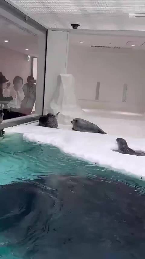 珍贵的海豹打架影像