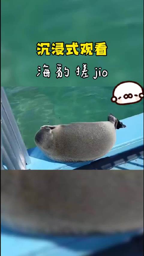 海豹搓jio