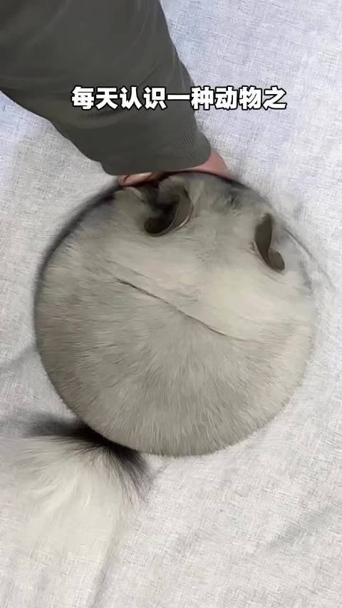 这是一只宠物龙猫，你想养一只吗？ 万万没想到 动物科普