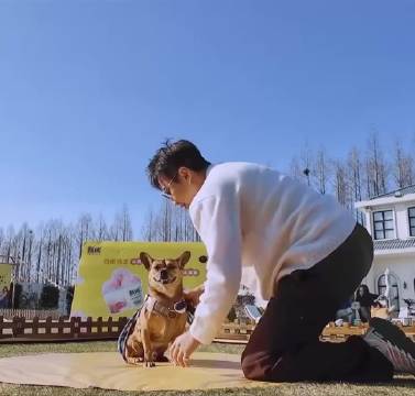 邓超的狗随主人 主打一个不听话还捣乱 邓超没招了 哈哈哈哈哈