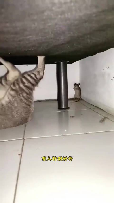老鼠眼里猫堪比哥斯拉！ ···