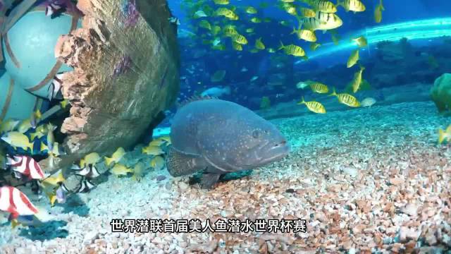 首届美人鱼潜水世界杯已开赛，一起共赏鱼舞水下巅峰对决