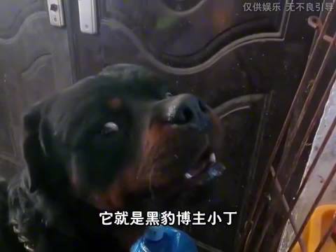 恶犬护食连换七主，黑豹出场秒变温顺