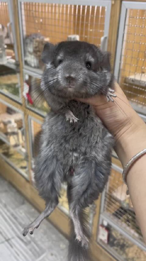 几张拿下，先到先得