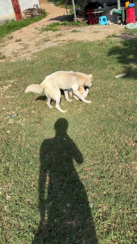 翻照片忆爱犬流泪，小黄欢欢华仔近况