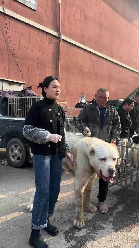 肩高一米多的狗，这都可以骑了吧，而且膀子竟然这么粗