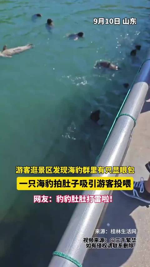 为了口吃的，海豹拍肚子吸引游客投喂