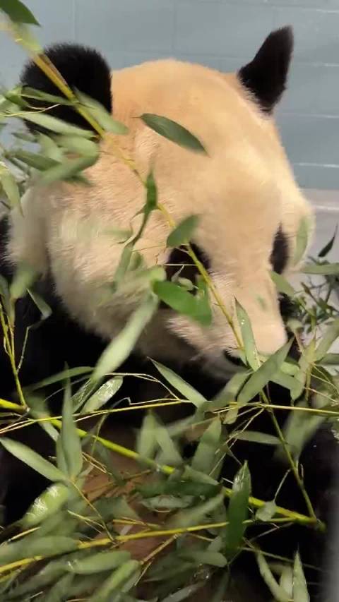 大熊猫平平福双已抵亚特兰大，暂不亮相待公布